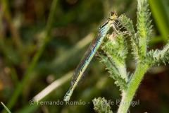 Dainty Bluet (Coenagrium scitulum)