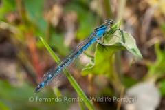 Common Bluet (Enallagma cyathigerum)