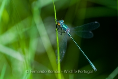 Western Willow Spreadwing (Lestes viridis)