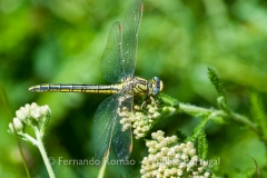 Western Clubtail (Gomphus pulchellus)