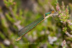 Robust Spreadwing (Lestes dryas)