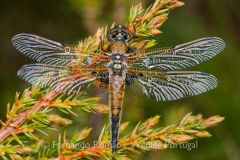 Four-spotted Chaser (Libellula quadrimaculata)