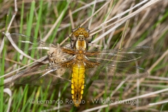 Broad-bodied Chaser (Libelulla depressa)