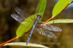Epaulet Skimmer (Orthetrum chrysostigma)