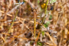 Keeled Skimmer (Orthetrum coerulescens)