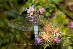 Black-tailed Skimmer (Orthetrum cancellatum)