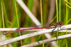 Large Red Damsel (Pyrrhosoma nymphula)