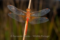 Yellow-winged Darter (Sympetrum flaveolum)