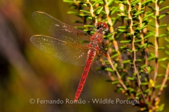Red-veined Darter (Sympetrum fonscolombii)