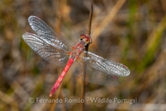 Ruddy Darter (Sympetrum sanguineum)