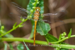 Common Darter (Sympetrum striolatum)