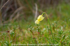 Angel's Tears Daffodil (Narcissus triandrus)