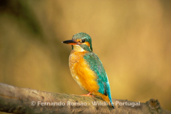Kingfisher (Alcedo athis)