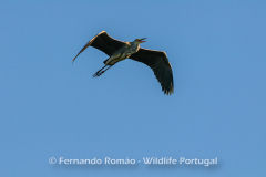 Grey Heron (Ardea cinerea)