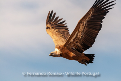 Griffon Vulture (Gyps fulvus)