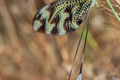 Neuroptera (Nemoptera bipennis)