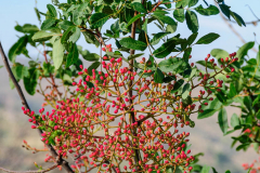 Turpentine tree (Pistacia terebinthus)