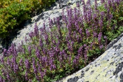 Teucrium salviastrum