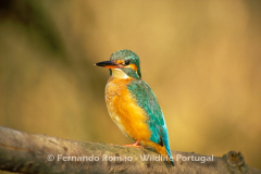 King Fisher (Alcedo athis)