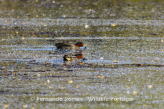 Common Teal (Anas crecca)