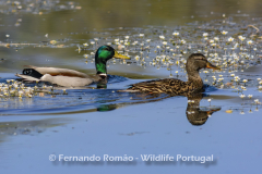Mallard (Anas platyrhynchos)