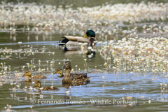 Mallard (Anas platyrhynchos)