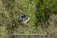 Grey Heron (Ardea cinerea)