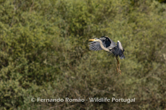 Grey Heron (Ardea cinerea)