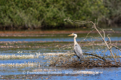 Grey Heron (Ardea cinerea)