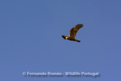 Marsh Harrier (Circus aeruginosus)