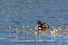 Little Grebe (Tachybaptus ruficollis)