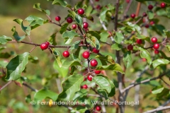Alder Buckthorn (Frangula alnus)