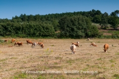 Meadow and forest at Malcata Natural Reserve