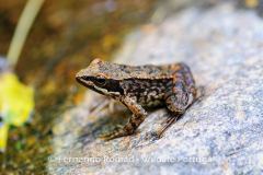 Iberian Stream Frog (Rana iberica)