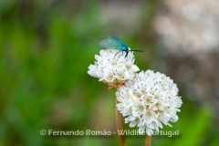Thrift (Armeria transmontana)