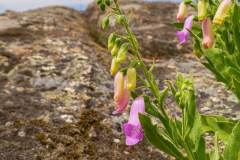 Spanish Fox Glove (Digitalis thapsi)