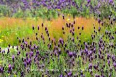 Lavender (Lavandula pedunculata)