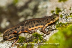 Bosca's Newt (Lissotriton boscai)