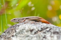 Large Psammodromus (Psammodromus algirus)