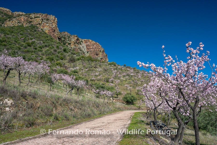 Blooming almond trees