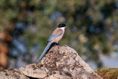 Iberian Magpie (Cyanopica cooki)