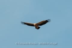 Griffon Vulture (Gyps fulvus)