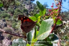Nettle Tree Butterfly (Libythea celtis)
