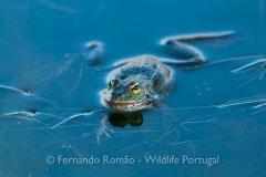 Green Frog (Pelophylax perezi)