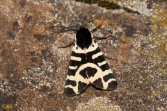 Atlantarctia tigrina