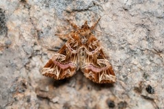 Callopistria juventina