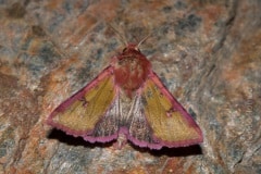 Heliothis incarnata