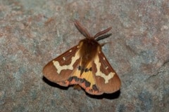Hyphoraia dejeani