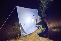 moth trapping