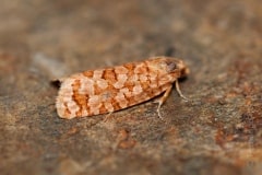 Lozotaeniodes formosanus